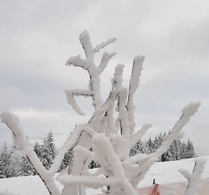  - Iarna Bucovina