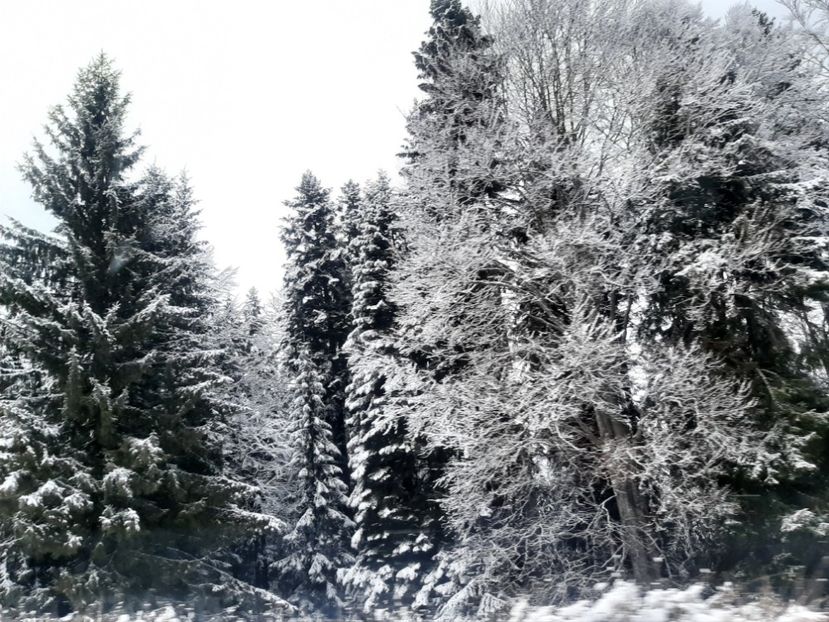  - Iarna Bucovina