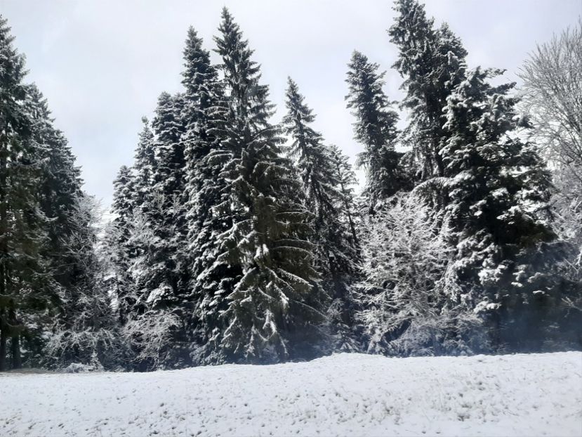  - Iarna Bucovina