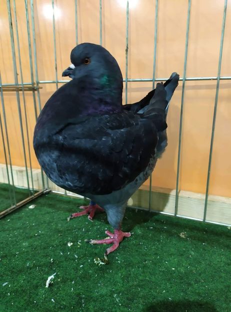 Campioana King Club Romania 2019 - Rezultate