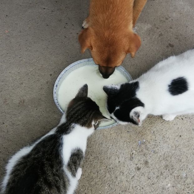  - ANIMĂLUȚELE NOASTRE