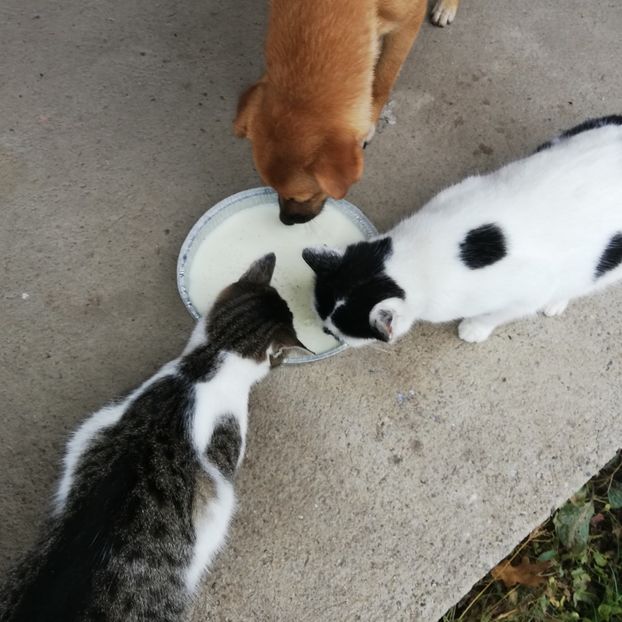  - ANIMĂLUȚELE NOASTRE