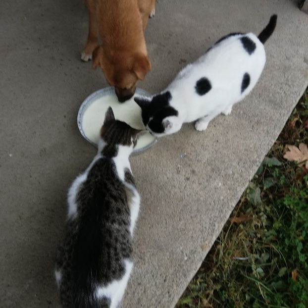  - ANIMĂLUȚELE NOASTRE