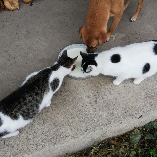  - ANIMĂLUȚELE NOASTRE