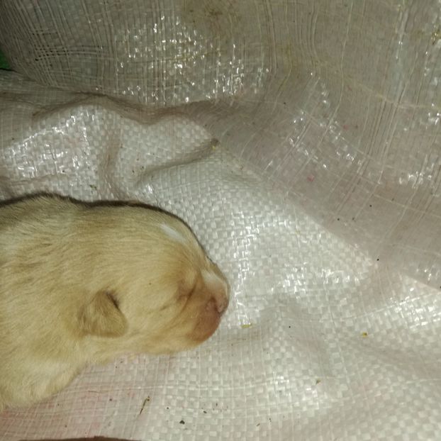  - ANIMĂLUȚELE NOASTRE