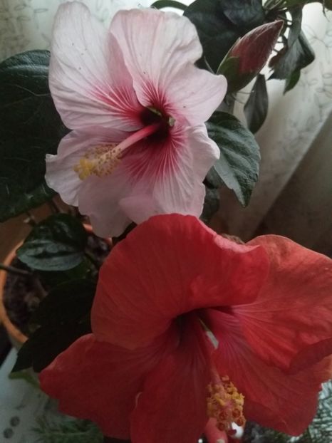  - Hibiscus