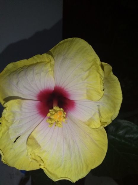  - Hibiscus