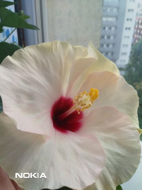  - Hibiscus