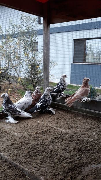  - Evoluție PROECT PESTRIȚ 2019