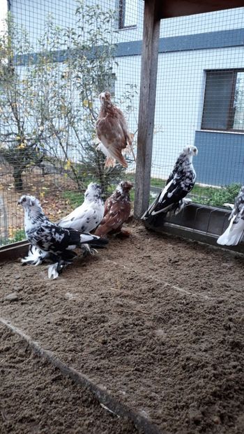  - Evoluție PROECT PESTRIȚ 2019