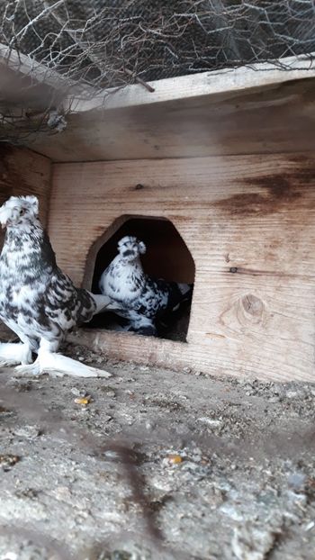  - Evoluție PROECT PESTRIȚ 2019