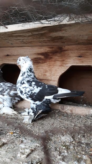  - Evoluție PROECT PESTRIȚ 2019