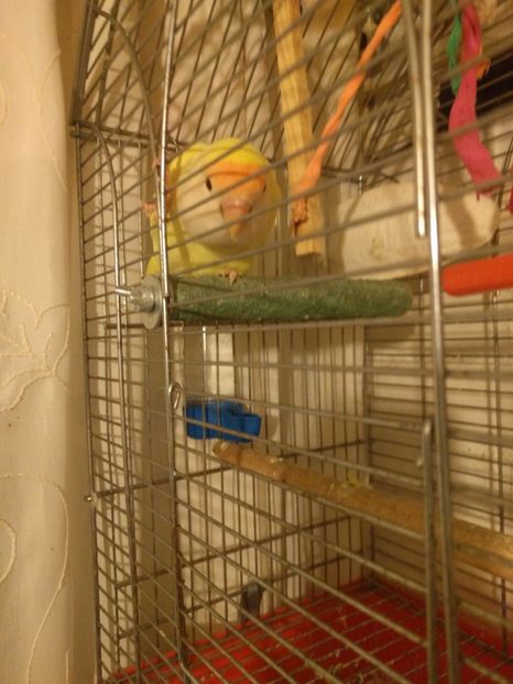  - 00 Agapornis