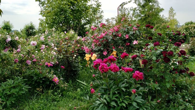  - Gradina 2019-ansamblu
