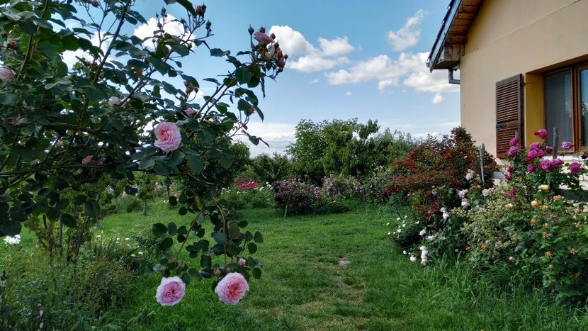  - Gradina 2019-ansamblu