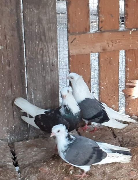  - 5-Jucatori de Amara