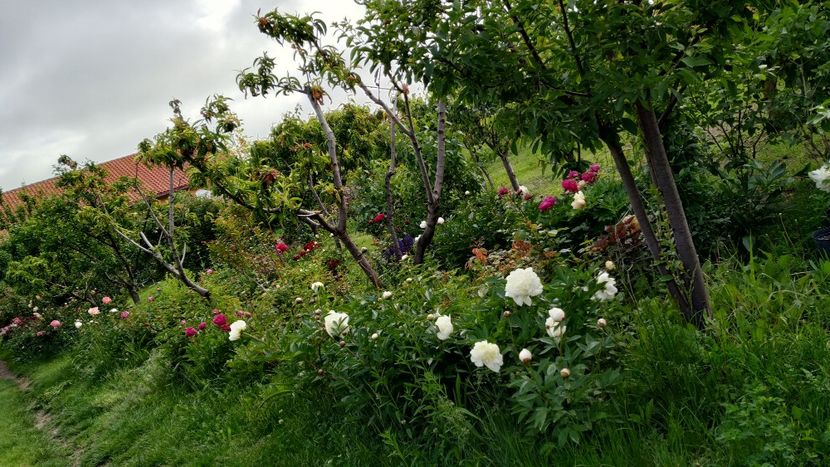  - Gradina 2019-ansamblu