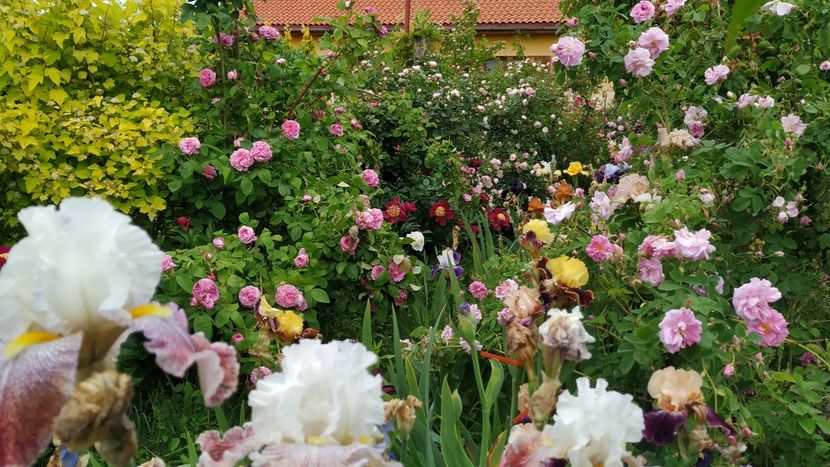  - Gradina 2019-ansamblu