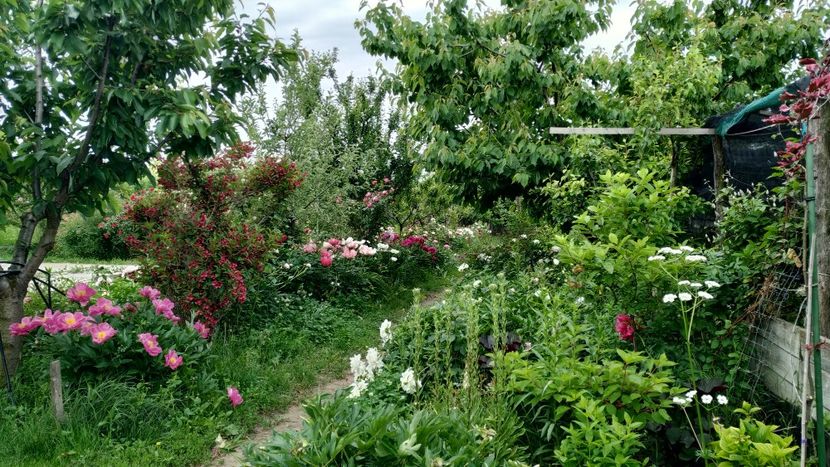  - Gradina 2019-ansamblu