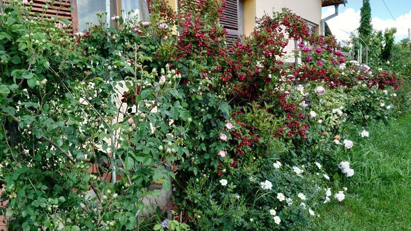  - Gradina 2019-ansamblu