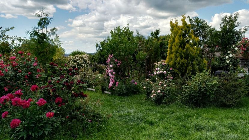  - Gradina 2019-ansamblu