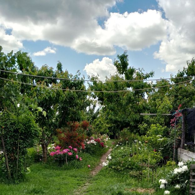  - Gradina 2019-ansamblu