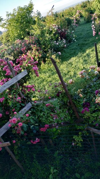  - Gradina 2019-ansamblu