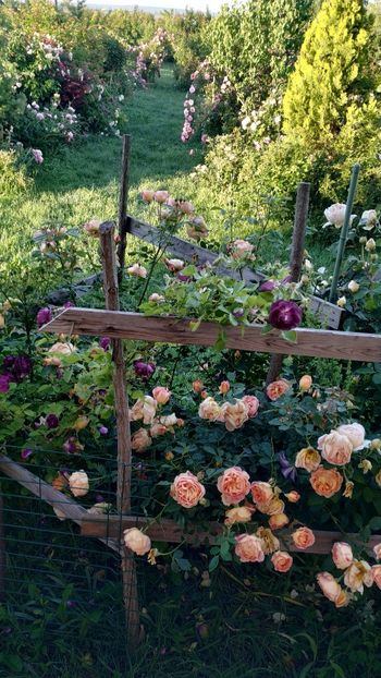  - Gradina 2019-ansamblu