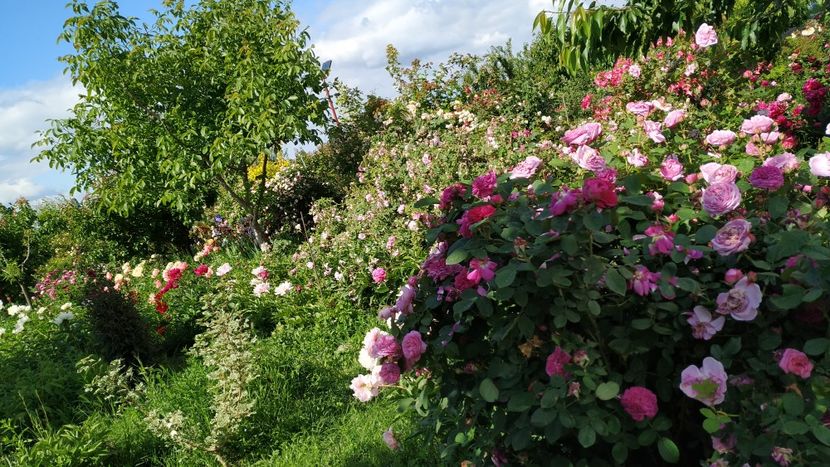  - Gradina 2019-ansamblu
