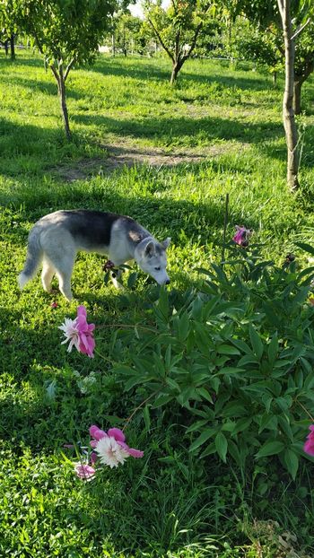  - Gradina 2019-ansamblu