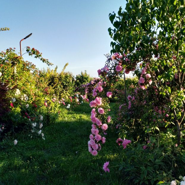  - Gradina 2019-ansamblu