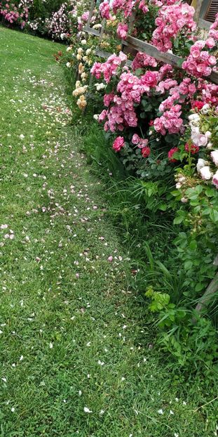  - Gradina 2019-ansamblu