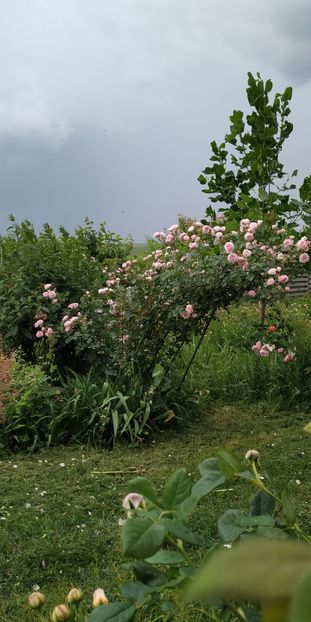  - Gradina 2019-ansamblu