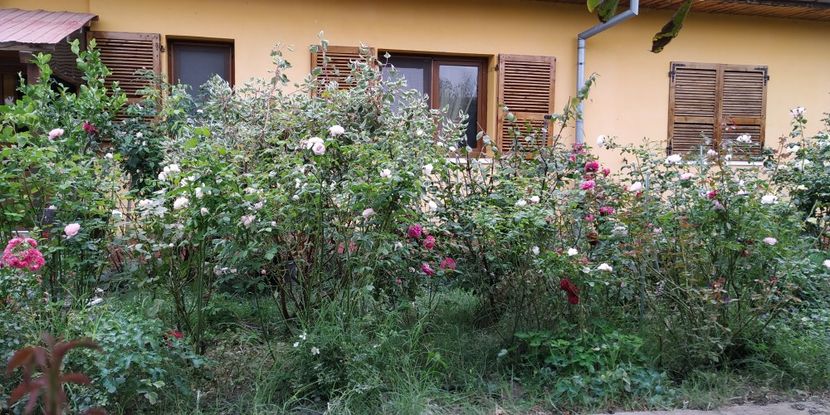  - Gradina 2019-ansamblu