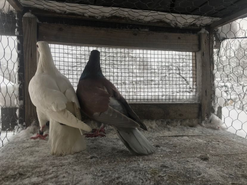 Perechea nr6 - Gutani 2019-2020