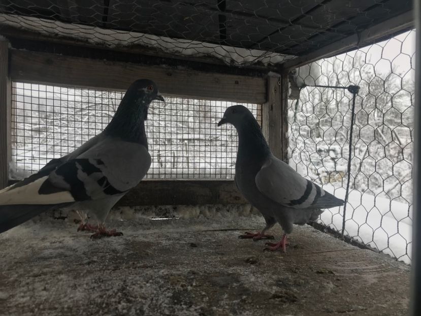 Perechea nr4 - Gutani 2019-2020