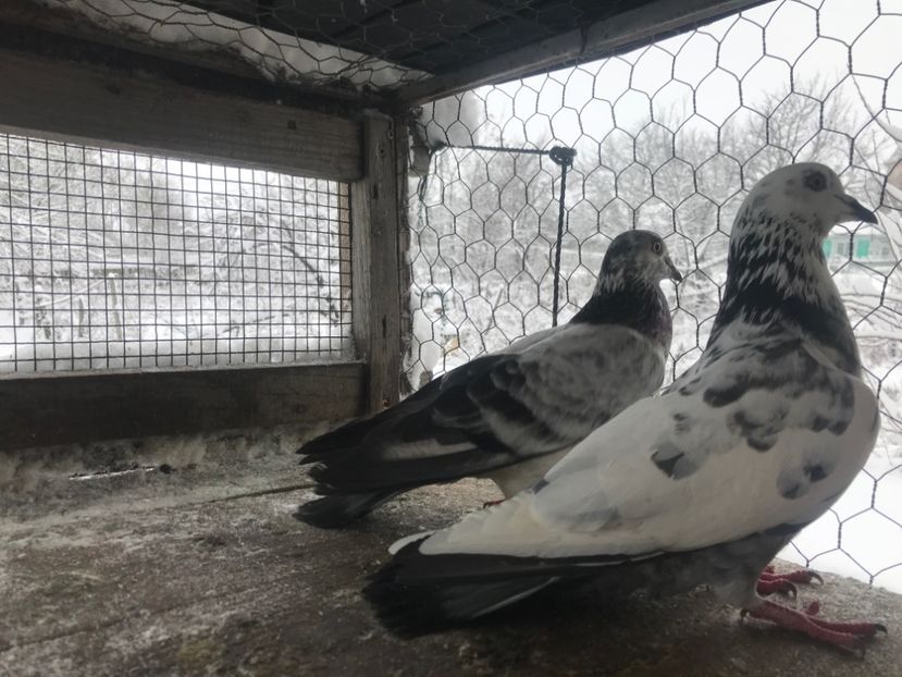 Perechea nr3 - Gutani 2019-2020