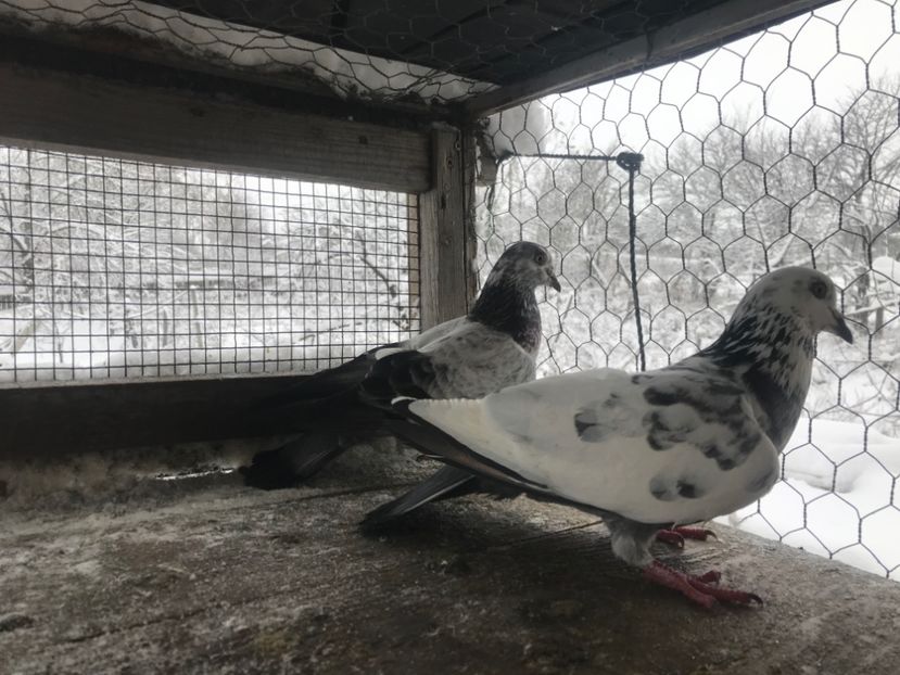 Perechea nr3 - Gutani 2019-2020