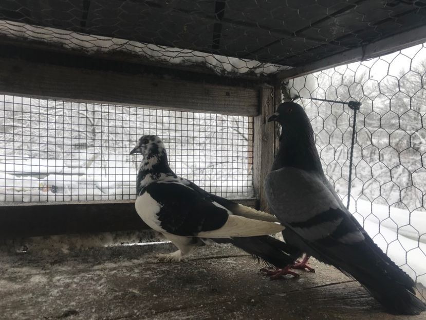 Perechea nr2 - Gutani 2019-2020