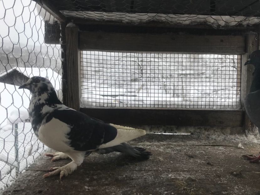 Perechea nr2 - Gutani 2019-2020