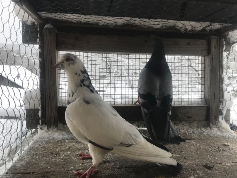 Perechea nr1 - Gutani 2019-2020