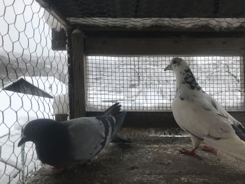 Perechea nr1 - Gutani 2019-2020