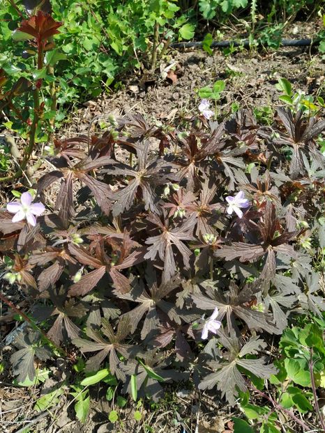 Geranium Purple Gost (1) - Diverse plante