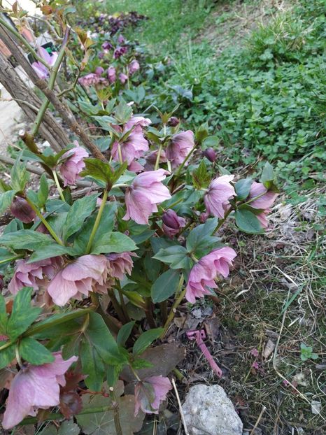  - Diverse plante