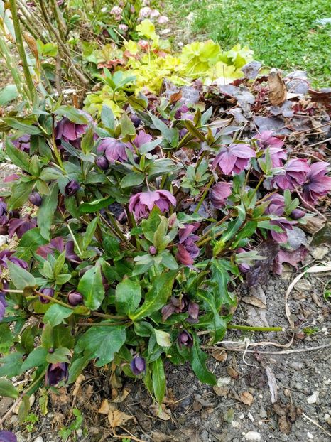  - Diverse plante