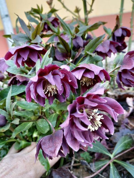  - Diverse plante
