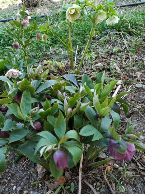  - Diverse plante