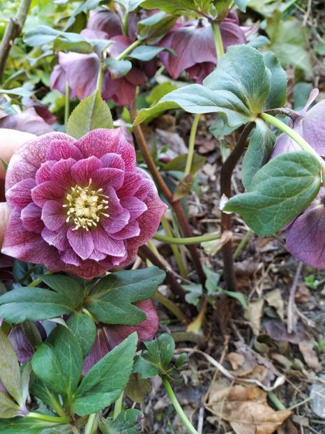  - Diverse plante