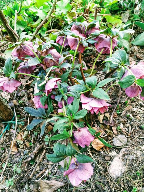  - Diverse plante