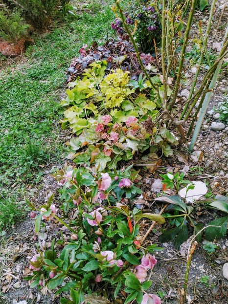  - Diverse plante